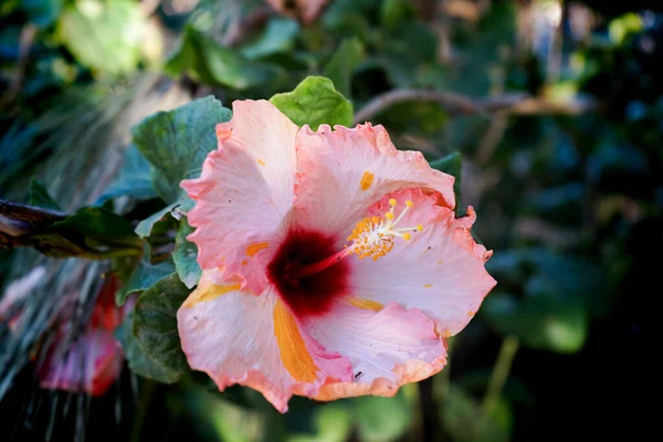 Een Close Shot Van Een Winterharde Hibiscus Wazige Achtergrond — Stockfoto