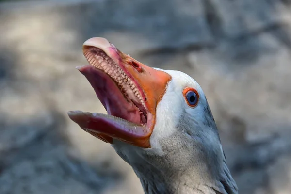 Οικιακή Χήνα Πουλί Ουρλιάζοντας Closeup Πορτρέτο Τραβηγμένο — Φωτογραφία Αρχείου