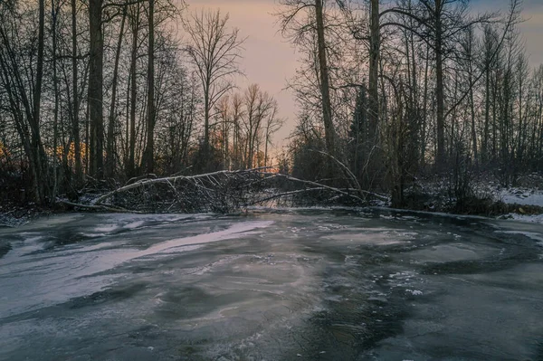 Strumień Rzeki Lesie Zachodzie Słońca — Zdjęcie stockowe
