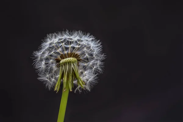 Primer Plano Una Hermosa Flor Diente León Sobre Fondo Negro —  Fotos de Stock