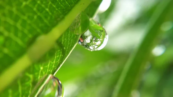 Eine Nahaufnahme Von Grünem Blatt Mit Wassertropfen — Stockfoto
