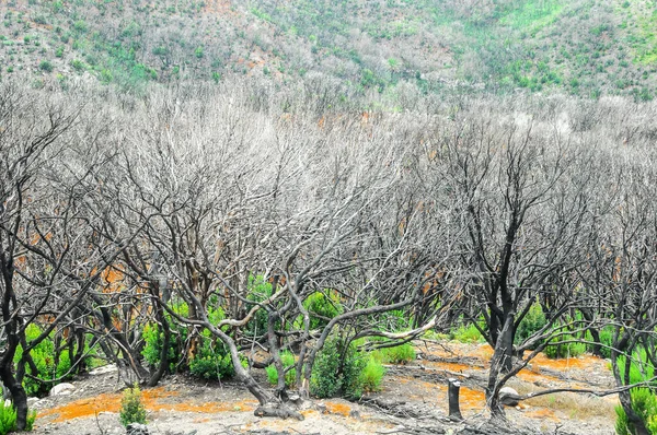 Yangının İspanya 'daki Kanarya Adalarındaki Ormandaki Etkisi