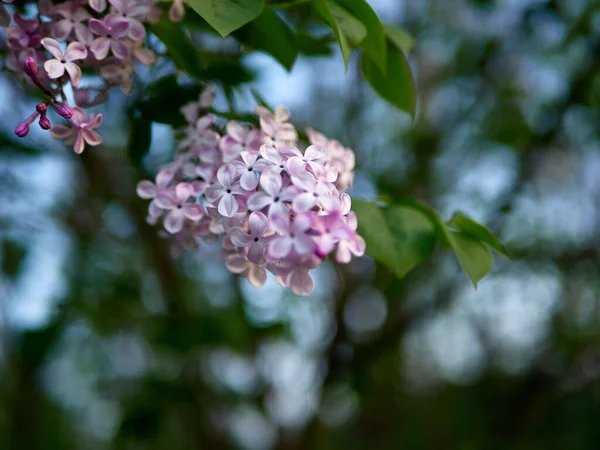 Açık Havada Yetişen Leylak Çiçeklerinin Seçici Odak Noktası — Stok fotoğraf