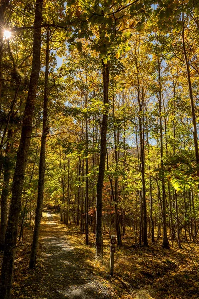 Eine Vertikale Aufnahme Eines Waldes Einem Sonnigen Herbsttag Mit Schmalem — Stockfoto