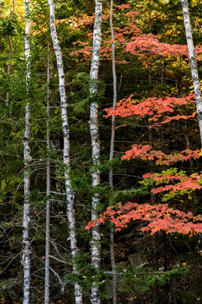 Güneşli bir sonbahar gününde bir ormanın dikey görüntüsü.