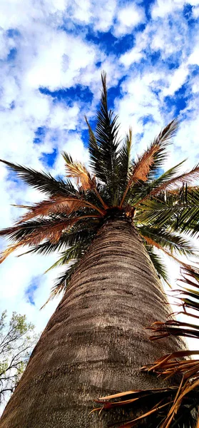 Vertical Low Angle Shot Palm Tree Campana Ocoa National Park — Stock Photo, Image