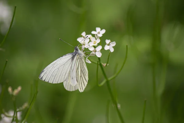 Makro Strzał Dużego Białego Motyla Pieris Brassicae Maleńkich Białych Kwiatach — Zdjęcie stockowe