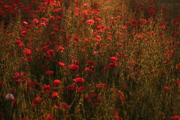 Hermoso Tiro Campo Amapolas Rojas Atardecer — Foto de Stock