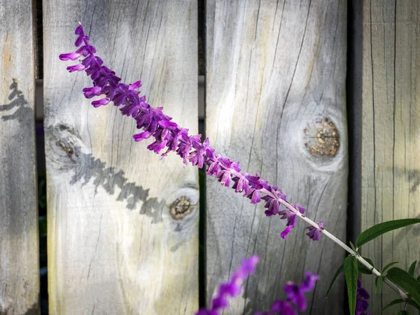 View Mexican Bush Sage Salvia Leucantha Plant Flowers — Stock Photo, Image