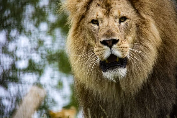 Gros Plan Grand Beau Lion Regardant Avec Une Bouche Ouverte — Photo