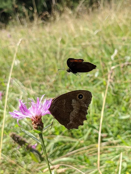 Vertikal Bild Dryad Minois Dryas Och Arran Brun Erebia Ligea — Stockfoto