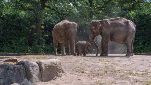 Une Vue Une Jolie Famille Éléphants Jouant Ensemble Dans Zoo — Photo