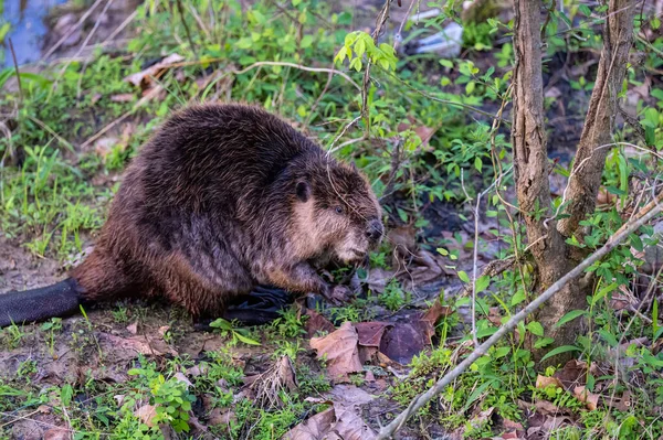 Närbild Bild Bild Gemensam Bäver Sitter Ensam Klippa Med Gräs — Stockfoto