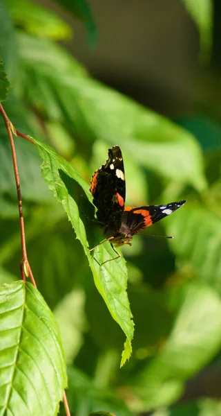 Красивый Снимок Бабочки Зеленом Листе — стоковое фото