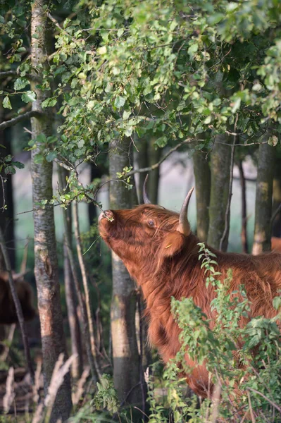 Vertical Shot Brown Highland Cattle Horns Forest Looking Leaves Sunlight — Stock Photo, Image