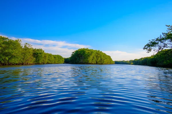 Beau Cliché Lac Arbres Plantes Dans Journée — Photo