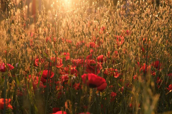 Närbild Papaver Rosor Vanliga Vallmo Blommor Solljus — Stockfoto