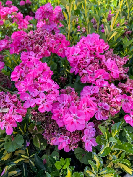 外面花园里的粉红色玫瑰花 — 图库照片