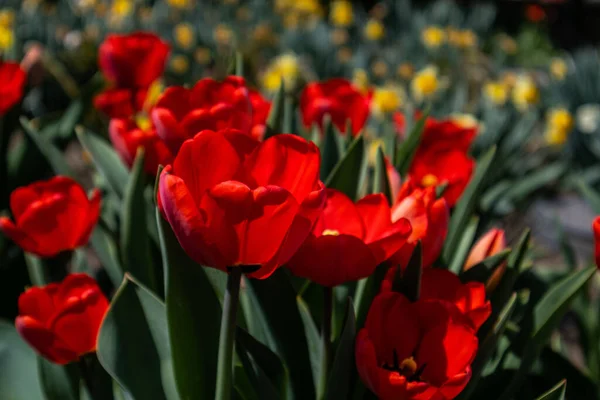 Gros Plan Tulipes Rouges Dans Parc — Photo