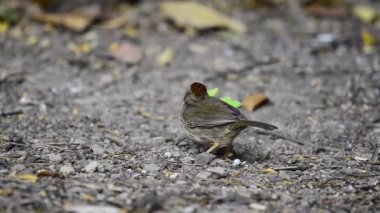 Tayland 'da bir Babbler' a yakın çekim.