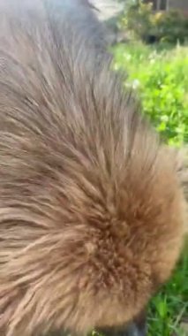 Şirin pofuduk bir köpek açık havada sahibiyle eğleniyor.