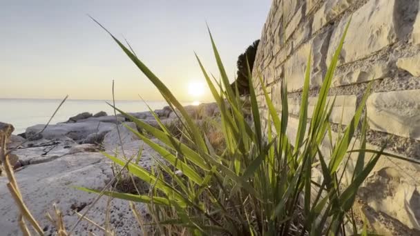 Nahaufnahme Einer Pflanze Die Bei Sonnenuntergang Einer Steinmauer Meeresufer Wächst — Stockvideo