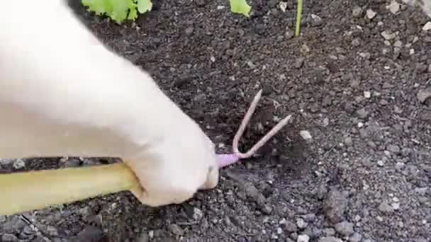 Closeup Female Hands Putting Worms Ground Sunny Day — Stock Video