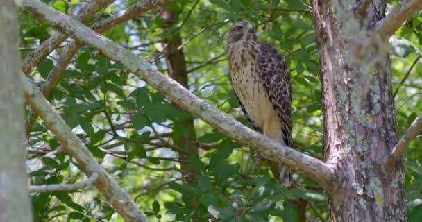 Plan Rapproché Faucon Épaulettes Perché Sur Une Branche Arbre Recherche — Video