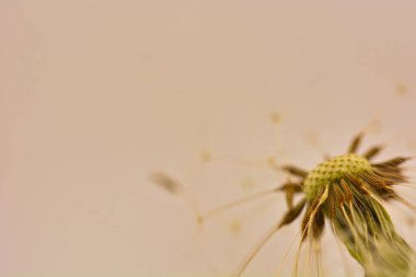 Bulanık arkaplanı olan güzel karahindiba çiçeğinin detaylarının makro çekimi.