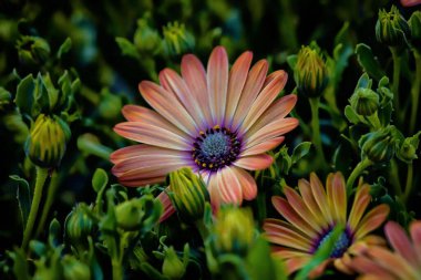 Renkli Afrikalı papatya çiçeklerinin bulanık bir arka plandaki manzarası.