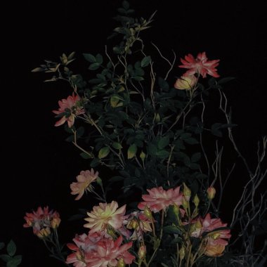 Seçici bir odak noktası, Schlumbergera çiçeklerini koyu bir arkaplanda çekti