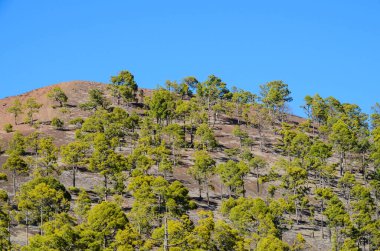 Teide Ulusal Parkı 'ndaki Corona Ormanı Kanarya Çamı ile Tenerife