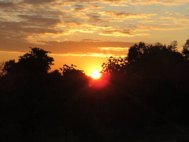 Ağaçların siluetinin üzerinde altın gün batımı