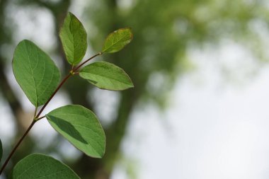 Yeşil yapraklı bir ağaç dalının yakın çekimi.