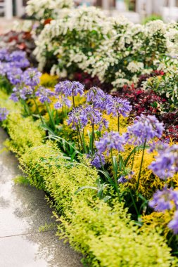 Açık hava parkındaki çeşitli çiçeklerin seçici odak noktası.
