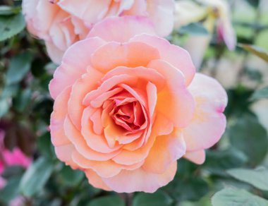 Baharda bahçede yetişen pembe bir gülün yakın plan çekimi.