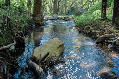Ormandaki akarsuyun yakın çekimi.