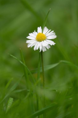 Yeşil bir bahçenin ortasında bulanık bir arka planda izole edilmiş beyaz bir papatya çiçeğinin dikey görüntüsü.