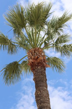 Mavi gökyüzüne karşı bir palmiye ağacının tepesinde