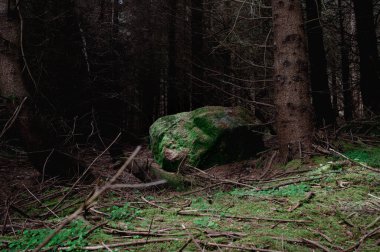 Kırsalda her daim yeşil ağaçlar olan ürkütücü bir orman.