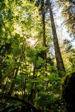 Entenlochklamm, Avusturya 'da manzara Schmugglerpfad