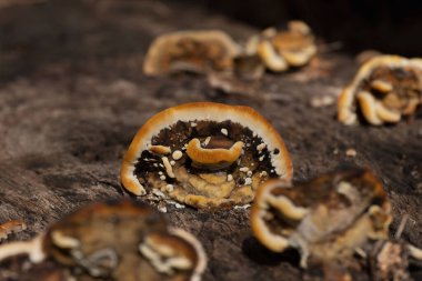 Bulanık arkaplanda paslı solungaçlı poliporların yakın plan çekimi.