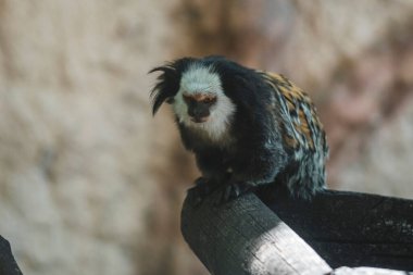 Beyaz başlı marmoset, ağaçtaki Callithrix Geoffroyi.