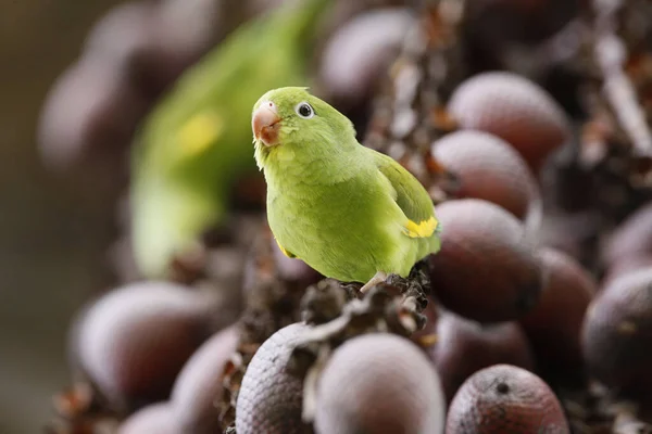 Een Close Shot Van Groene Roos Geringde Parkiet Zittend Buriti — Stockfoto