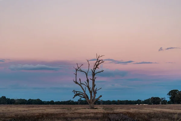 Piękne Ujęcie Małego Martwego Drzewa Samotnie Polu Zachmurzonym Niebem Podczas — Zdjęcie stockowe