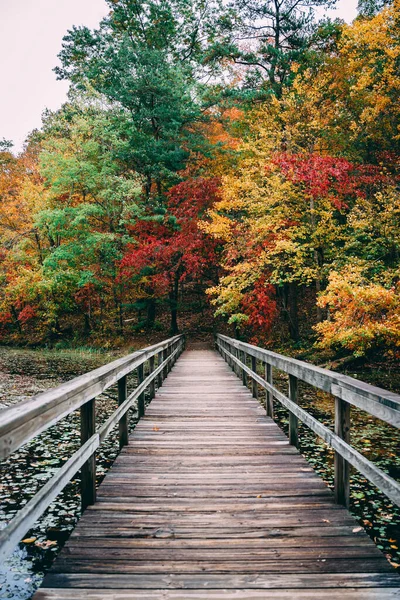 Eine Vertikale Aufnahme Eines Vridhe Der Den Bäumen Herbstlaub Führt — Stockfoto