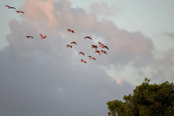 Stado Pięknych Ibisów Szkarłatnych Eudocimus Ruber Pochmurnym Niebie — Zdjęcie stockowe
