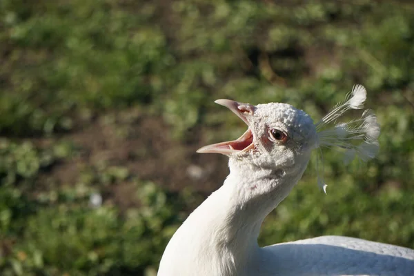 口を開けたまま白いロイックインドの孔雀の頭の閉鎖ショット — ストック写真