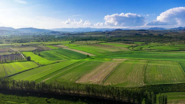 Ein Schöner Blick Auf Weizenfelder Unter Blauem Himmel Einem Sonnigen — Stockfoto