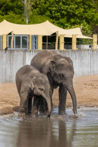 Vertikalt Skud Mor Baby Elefanter Drikker Vand Fra Dam Zoologisk - Stock-foto